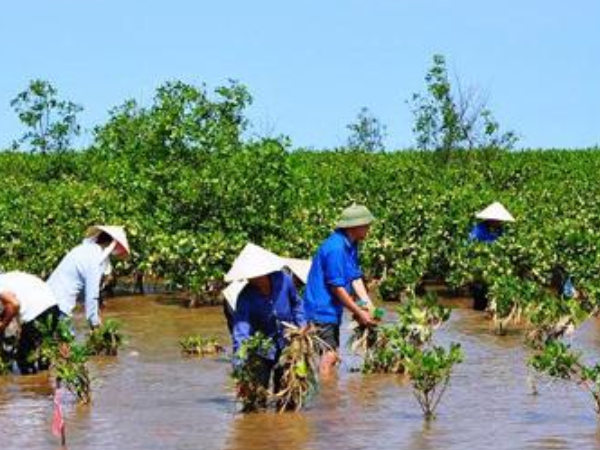 Phê duyệt Chương trình ứng phó biến đổi khí hậu và tăng trưởng xanh