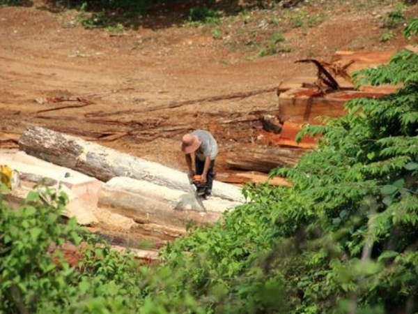 Khái niệm và phân loại các loại hình tội phạm môi trường