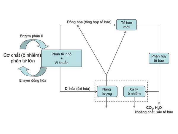 Xử lý ô nhiễm nước bằng vi sinh vật (P6)
