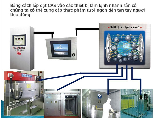 CAS: Công nghệ giúp vải tươi quanh năm