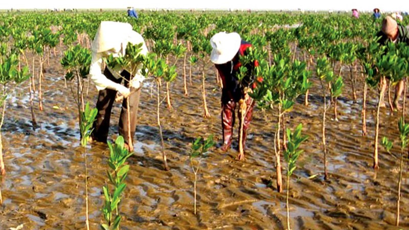 Bảo vệ môi trường nông thôn, nâng cao khả năng thích ứng với biến đổi khí hậu